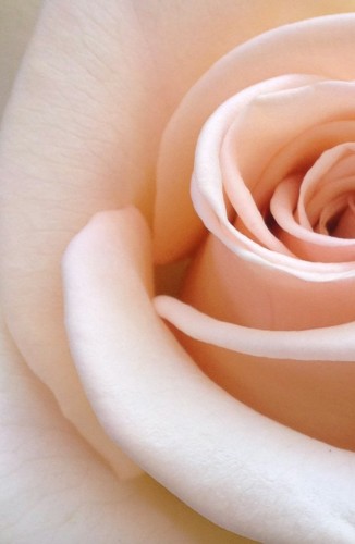 From Rosa to the Rose - the story of the Queen of Flowers